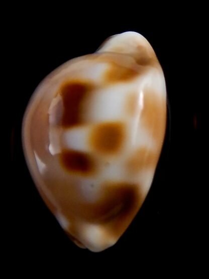 Luria tessellata 32,5 mm Gem-33979