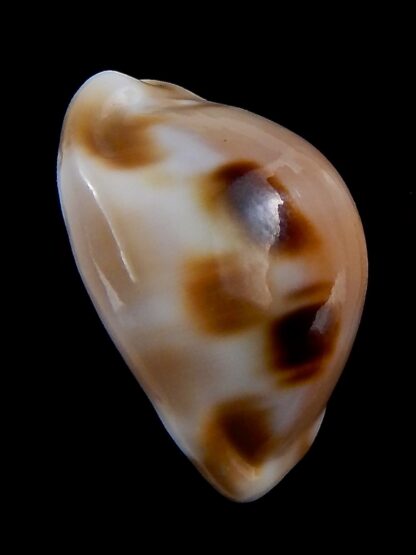 Luria tessellata 34,3 mm Gem-33992