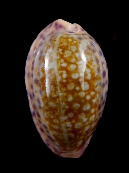 Ovaptisa chinensis amiges 39,8 mm Gem-34037