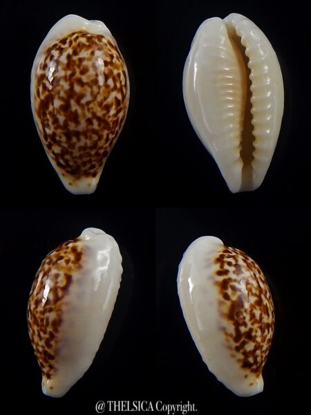 Eclogavena coxeni coxeni 22,9 mm Gem-0