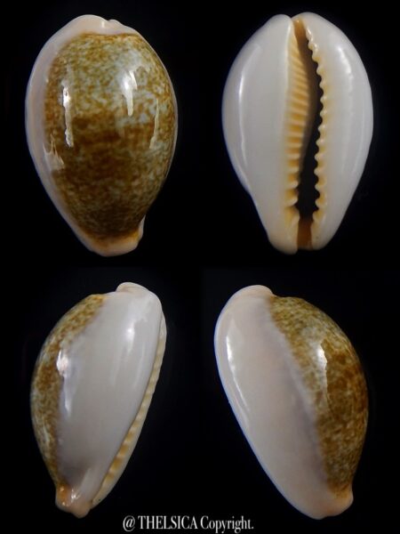 Erronea ovum chrysostoma 31 mm Gem-0