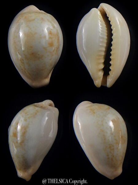 Erronea subviridis vaticina 24 mm Gem-0