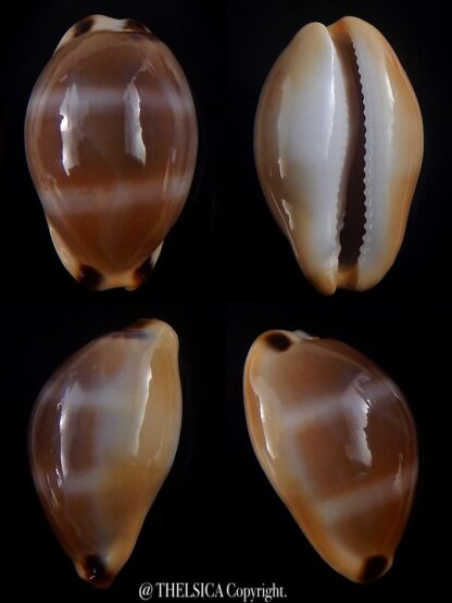 Luria lurida oceanica 28,3 mm Gem-0