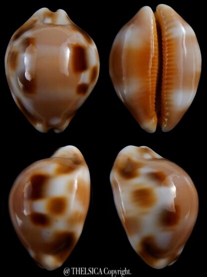 Luria tessellata 32,5 mm Gem-0