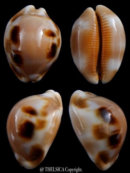 Luria tessellata 34,3 mm Gem-0
