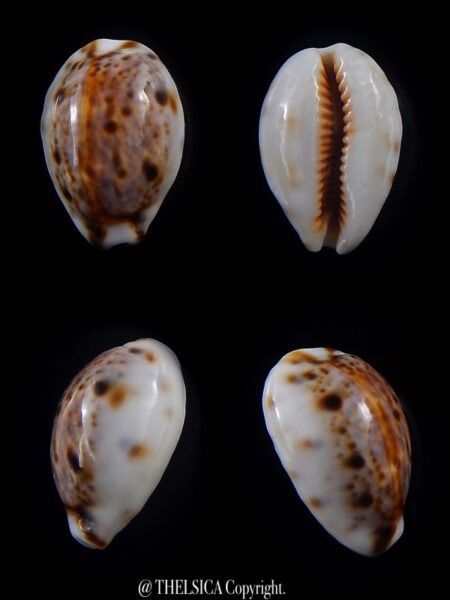 Lyncina lynx..DWARF... 22,1 mm Gem-0