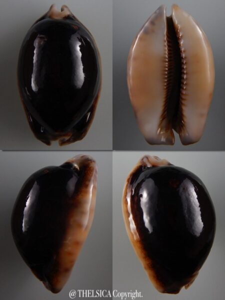 Mauritia arabica N&R 67 mm F+++/Gem - 1-0