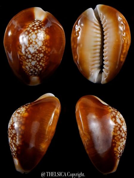 Monetaria caputserpentis nivalis 29,1 mm Gem-0