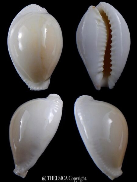 Naria eburnea mara 39,5 mm Gem-0