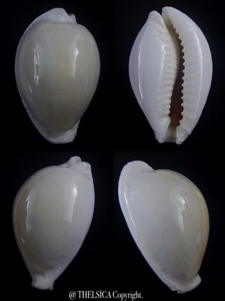 Naria eburnea mara 41,5 mmm F+++/Gem-0