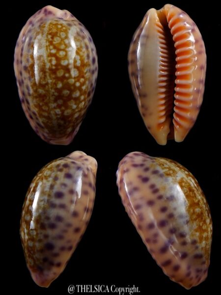 Ovaptisa chinensis amiges 39,8 mm Gem-0