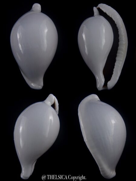 Ovula ovum... GIANT ... 106,6 mm Gem-0