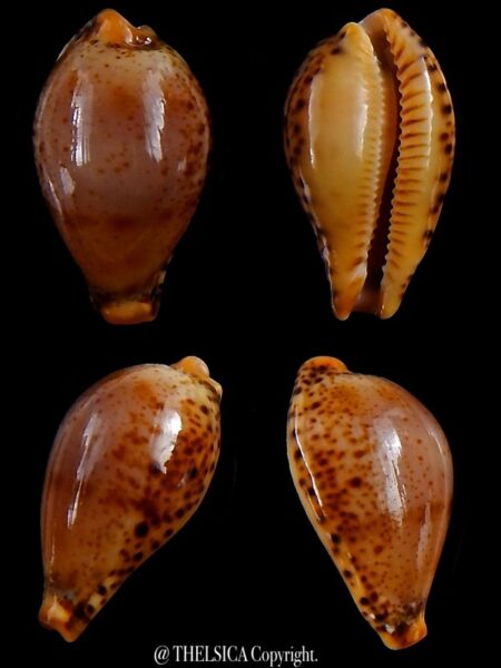 Palmulacypraea boucheti 20,2 mm Gem-0