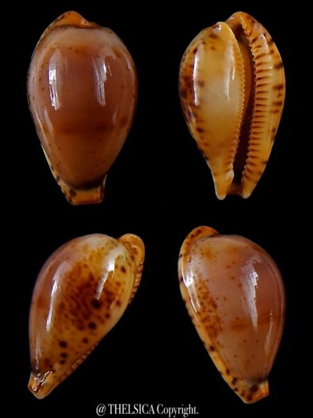 Palmulacypraea boucheti 20,5 mm Gem-0
