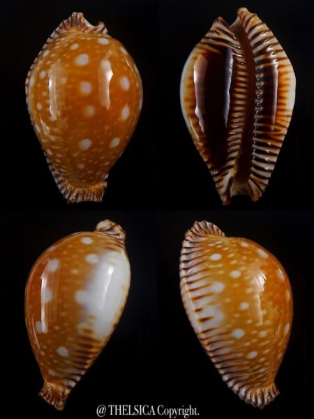 Perisserosa guttata guttata 59,7 mm Gem-0