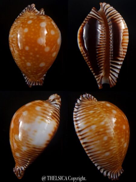 Perisserosa guttata guttata 61,5 mm Gem-0