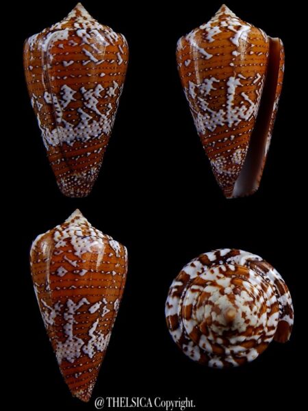 enorioconus cedonulli 46,1 mm Gem-0