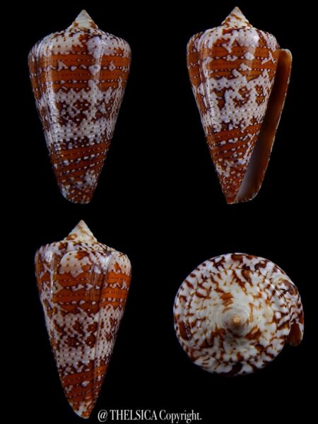 enorioconus cedonulli 47,5 mm Gem-0