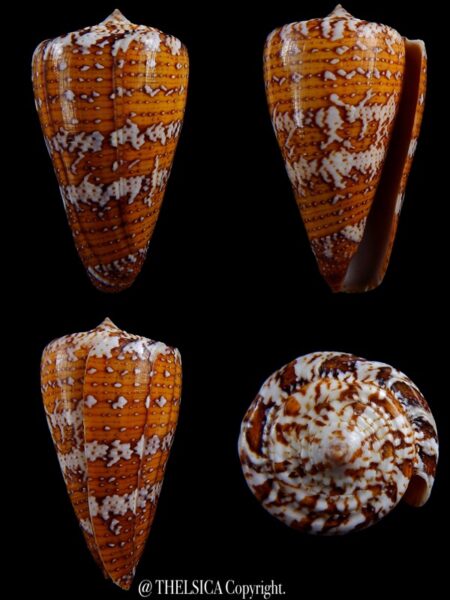 enorioconus cedonulli 54,7 mm Gem-0