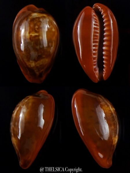 Zonaria pyrum insularum nigromarginata ...Big size... 36,6 mm Gem-0