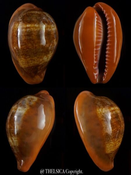 Zonaria pyrum insularum nigromarginata ...GIANT... 39,4 mm Gem-0