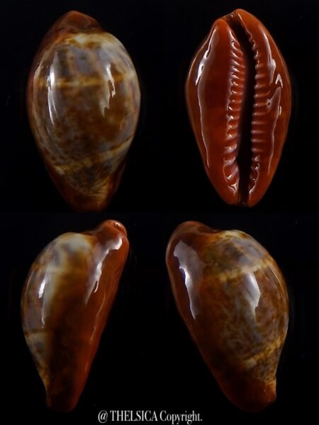 Zonaria pyrum insularum nigromarginata ..Rostrate... 32,2 mm Gem-0