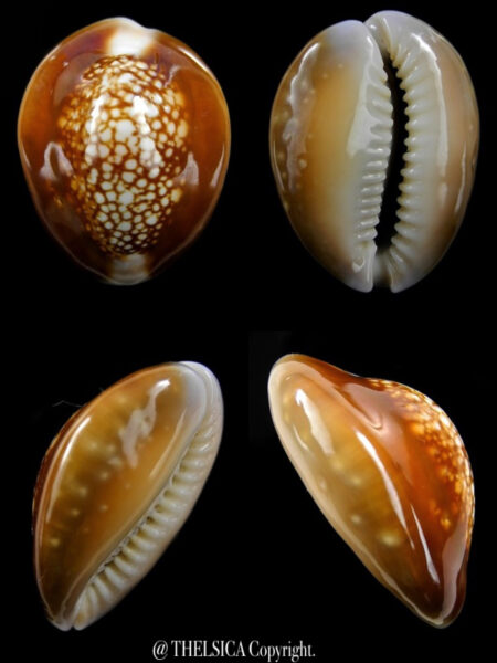 Cypraea caputserpentis nivalis 27,6 mm Gem-0