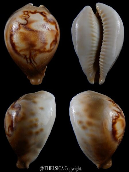 Afrozoila fultoni massieri mozambicana 64.7 mm F+++/Gem-0