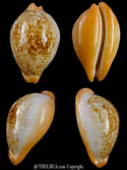 Austrasiatica langfordi cavatoensis 50,7 mm GEM-0