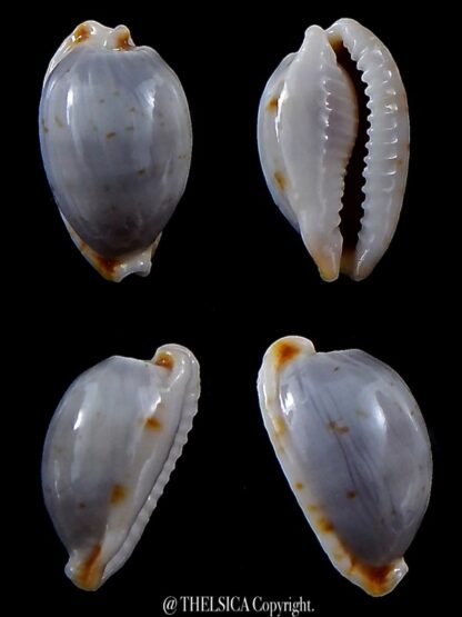 Bistolida brevidentata fluctuans 20,3 mm Gem-0