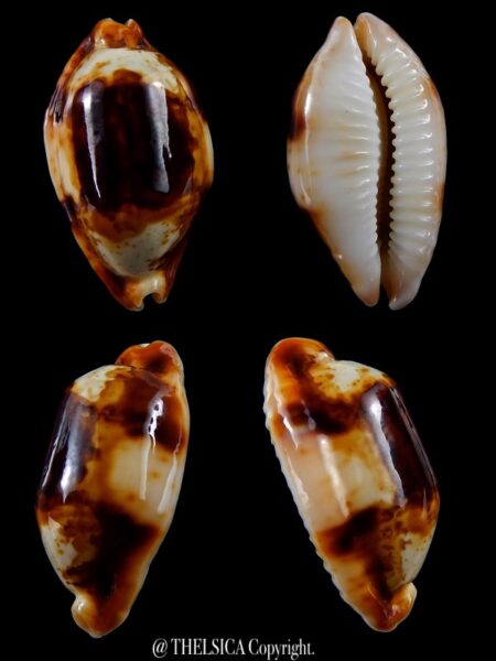 Bistolida stolida crossei N&R 37 mm Gem-0