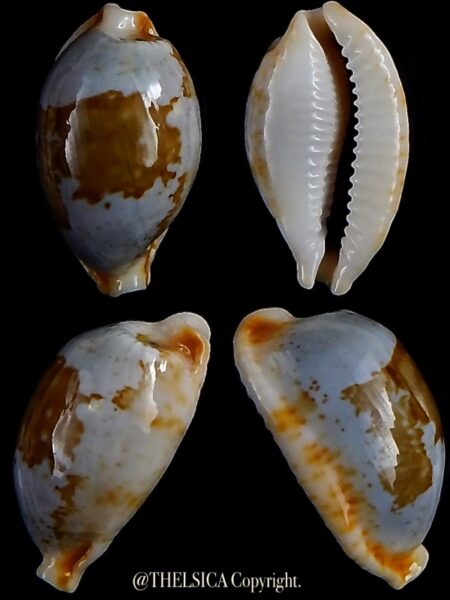 Bistolida stolida lorrainaei 26,0 mm Gem-0