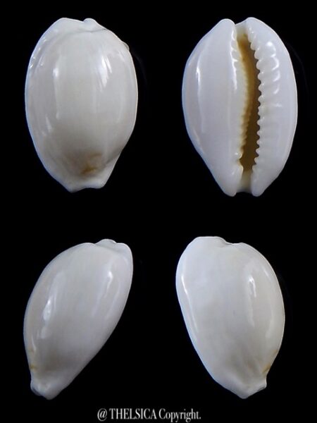 Cribrarula cribraria melwardi 21,5 mm Gem-0