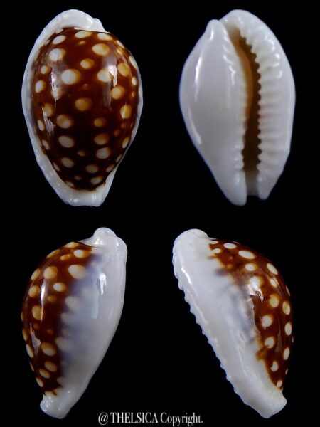 Cribrarula exmouthensis magnifica 27,7 mm Gem-0