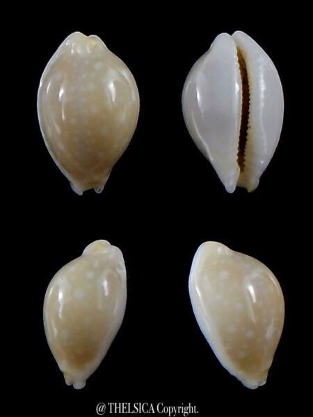 Cryptocypraea dillwynii 12.8 mm Gem-0