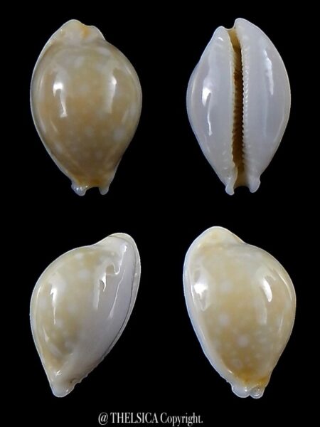 Cryptocypraea dillwynii 14,3 mm Gem-0