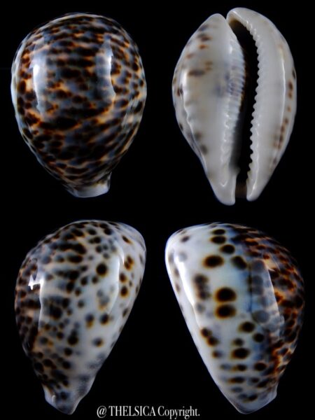 Cypraea tigris .... BLUE ... 87 mm gem (-)-0