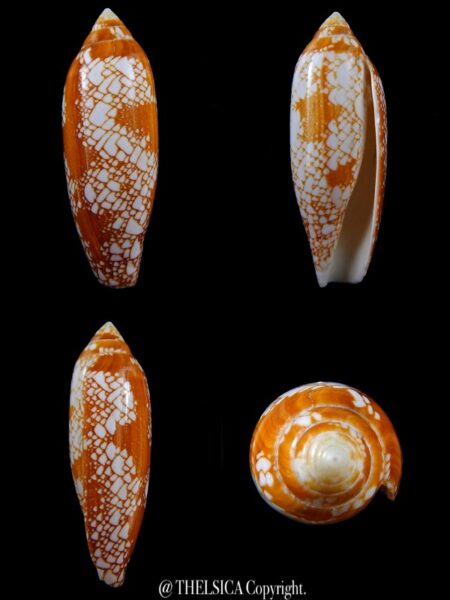 Darioconus auratinus 70,1 mm F++-0