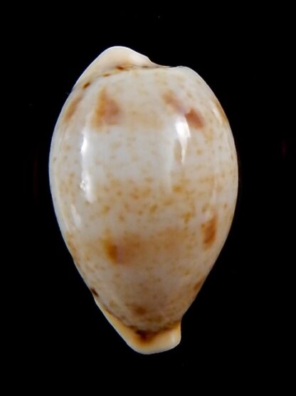 Cypraea hungerfordi coucomi 34,4 mm Gem-34290