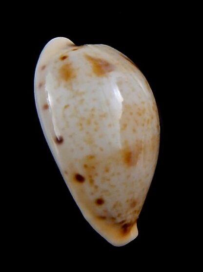 Cypraea hungerfordi coucomi 34,4 mm Gem-34295