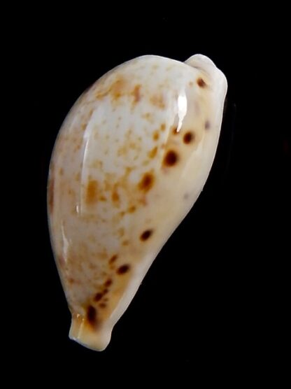 Cypraea hungerfordi coucomi 34,4 mm Gem-34291