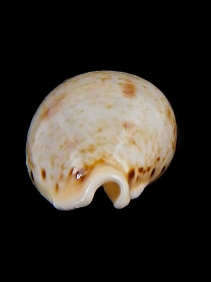 Cypraea hungerfordi coucomi 34,4 mm Gem-34294