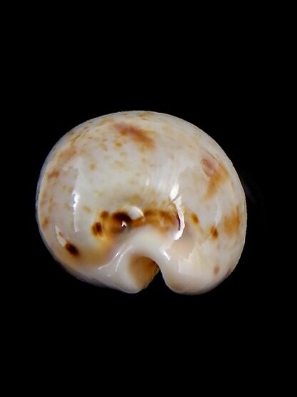 Cypraea hungerfordi coucomi 34,4 mm Gem-34293