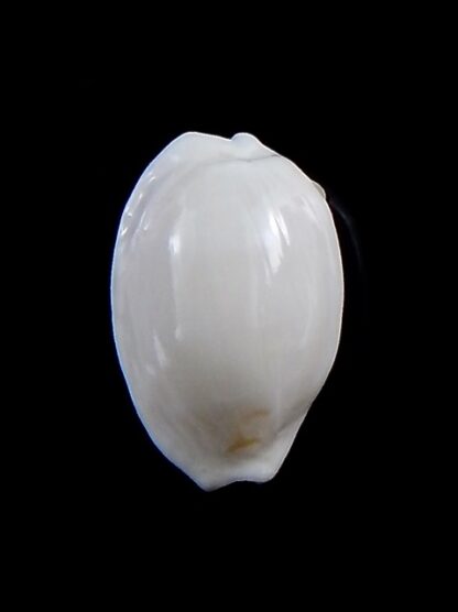 Cribrarula cribraria melwardi 21,5 mm Gem-34239