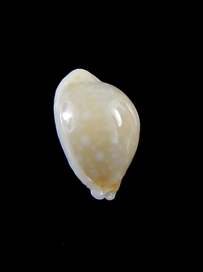 Cryptocypraea dillwynii 14,3 mm Gem-34132