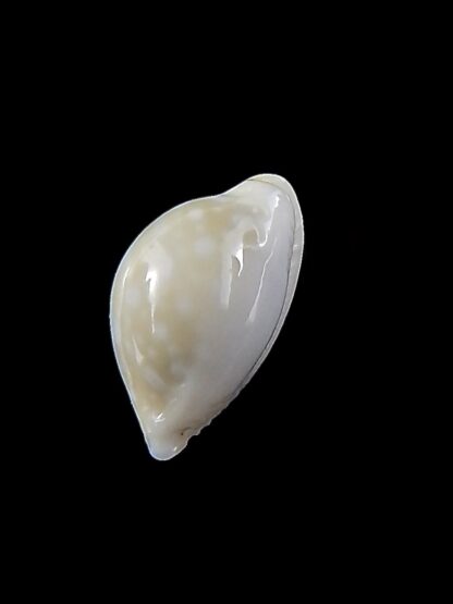 Cryptocypraea dillwynii 14,3 mm Gem-34131