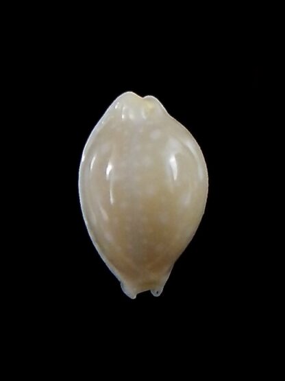 Cryptocypraea dillwynii 12.8 mm Gem-34114