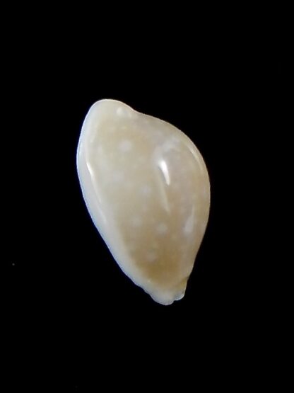 Cryptocypraea dillwynii 12.8 mm Gem-34116