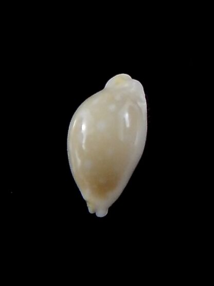 Cryptocypraea dillwynii 12.8 mm Gem-34117