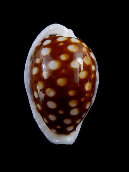 Cribrarula exmouthensis magnifica 27,7 mm Gem-34102